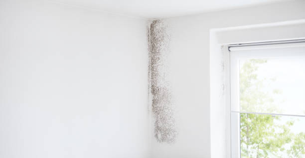 Mold Odor Removal Services in Ives Estates, FL